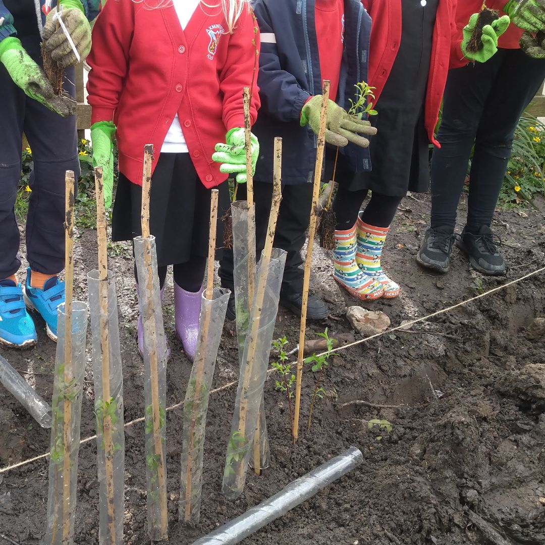 Axminster Primary, willow planting, 26th March 2024