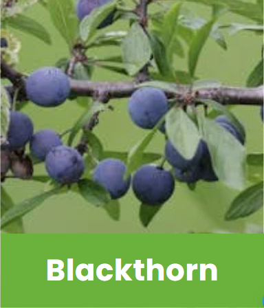 Blackthorn sloes