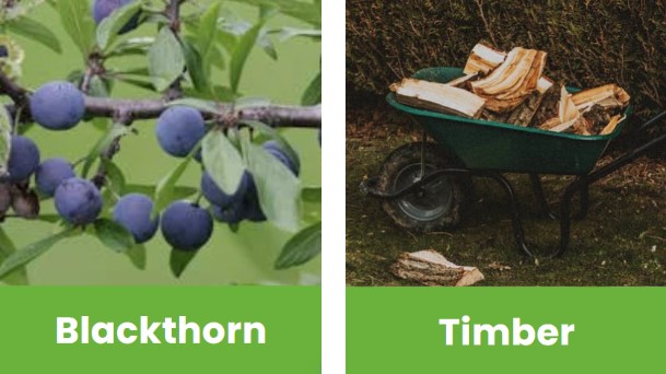 Blackthorn_timber