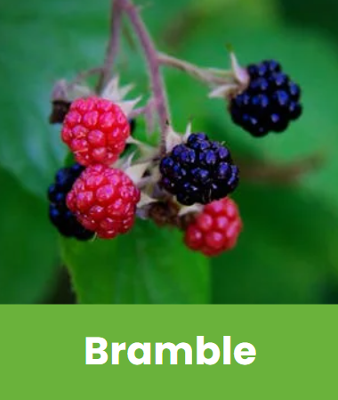 Bramble