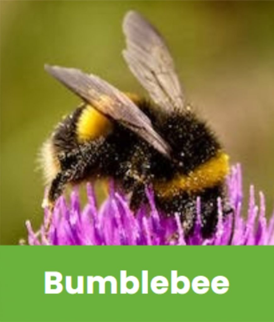 Bumblebee