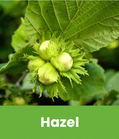 Hazel