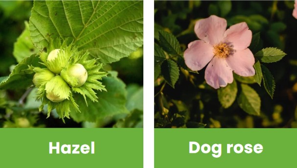 Hazel_dog rose