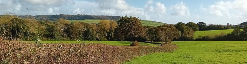 Hedgerow, copyright Little Green Change, 2023