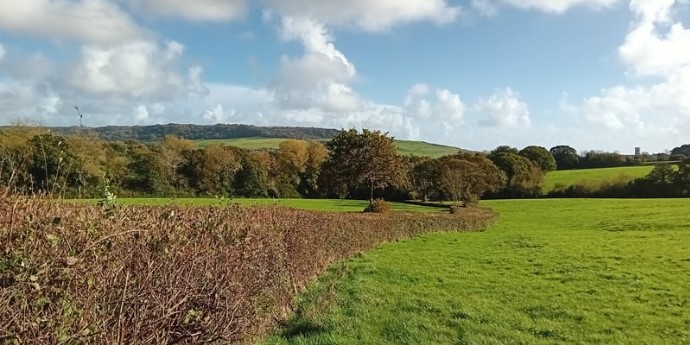 Hedgerow