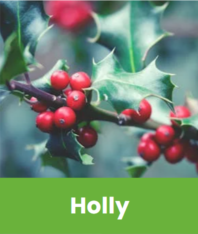 Holly