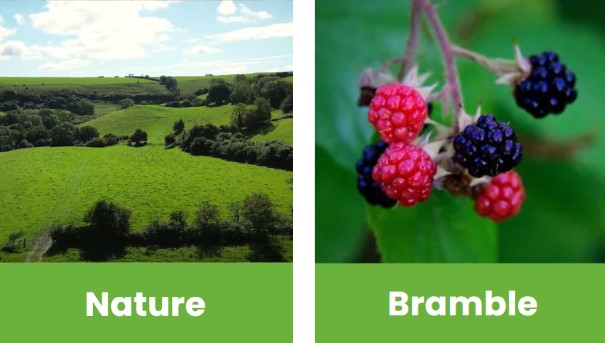 Nature_bramble