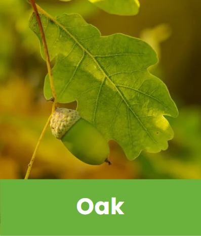 Oak