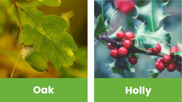 Oak_Holly