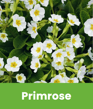 Primrose