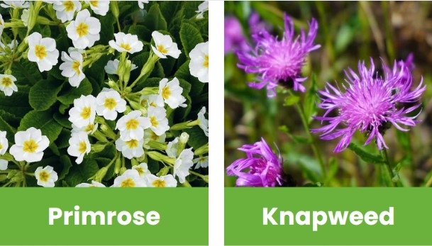 Primrose_knapweed