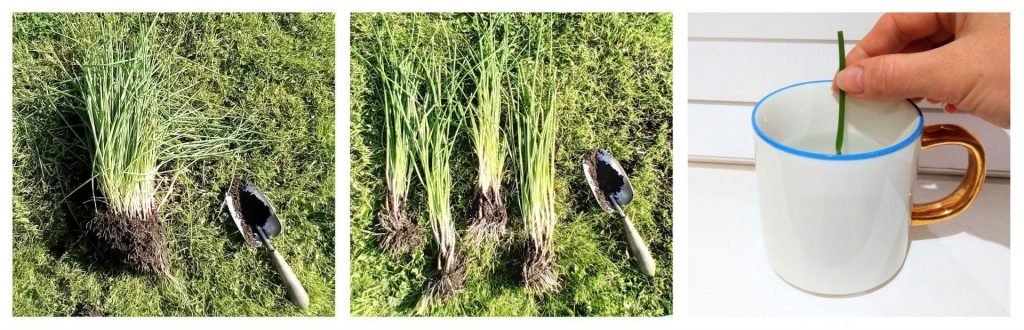 Chive photos, Little Green Change