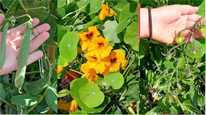 Devon food growing project a success