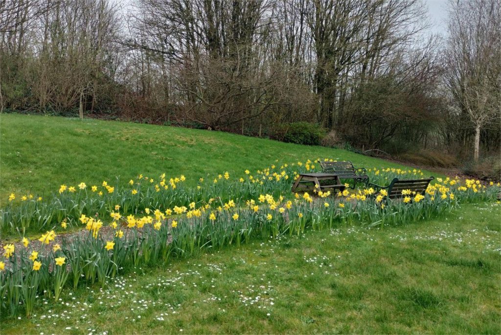 Little Green Change daffodil planting