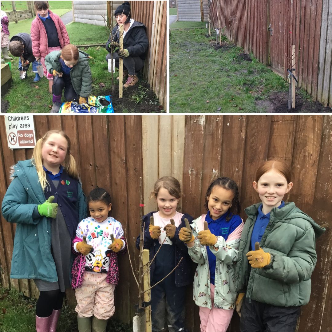 Little Green Change fruit tree planting at Sticklands Primary School, 2026